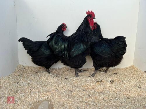 TRIO OF LARGE BLACK AUSTRALORP CHICKENS - BIDS PER LIFE