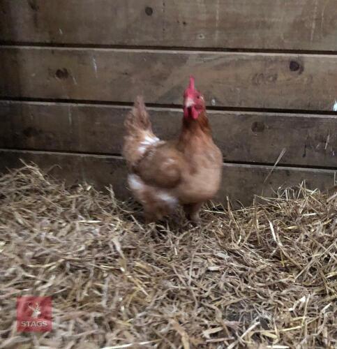 1 X BLUEBELL AND 1 X LOHMANN BROWN HENS - BIDS PER LIFE