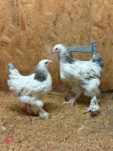 PAIR OF BLUE COLUMBIAN BRAHMAS - BIDS PER LIFE