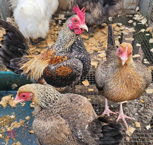 TRIO OF OLD ENGLISH GAME CHICKENS - BIDS PER LIFE