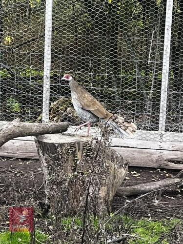2 X 2024 HATCH SILVER PHEASANT HENS - BIDS PER LIFE