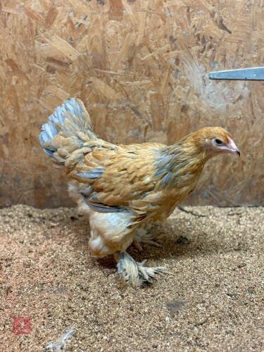 1 X BLUE BUFF BRAHMA PULLET