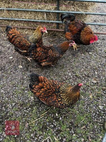 4 X GOLD LACED WYANDOTTE BANTAMS - BIDS PER LIFE
