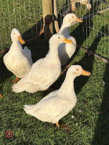 3 CHERRY VALLEY POL DUCKS - BIDS PER LIFE