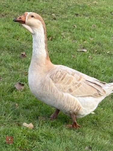 2 UNSEXED BUFF AFRICAN GEESE - BIDS PER LIFE