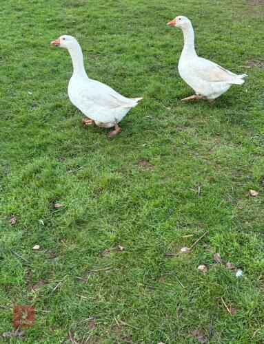 2 UNSEXED WHITE EMBDEN GEESE - BIDS PER LIFE