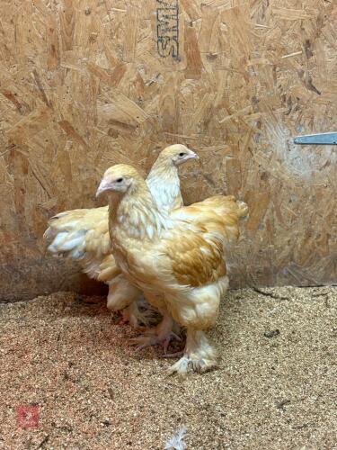 PAIR OF LEMON PYLE BRAHMAS - BIDS PER LIFE