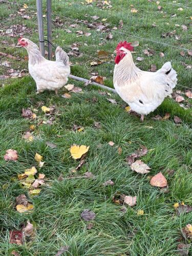 TRIO OF CORONATION SUSSEX - BIDS PER LIFE