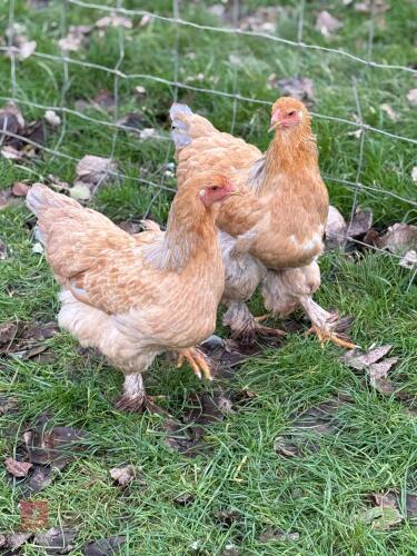 2 X BLUE BUFF BRAHMA PULLETS - BIDS PER LIFE