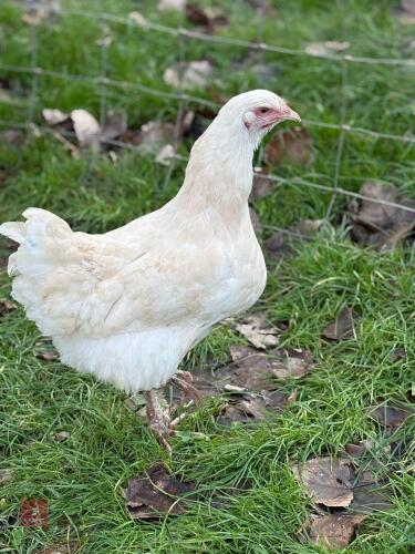 1 WHITE BRAHMA PULLET