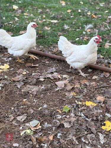 2 X WHITE SUSSEX POL HENS - BIDS PER LIFE