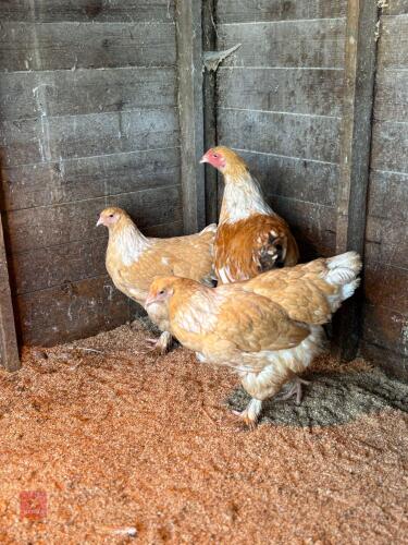TRIO OF LEMON PYLE BRAHMAS - BIDS PER LIFE