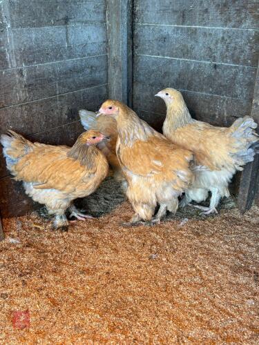 2 X BLUE BUFF BRAHMA PULLETS - BIDS PER LIFE