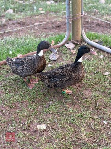 2 BIBBED HOOKBILL DUCKS - BIDS PER LIFE