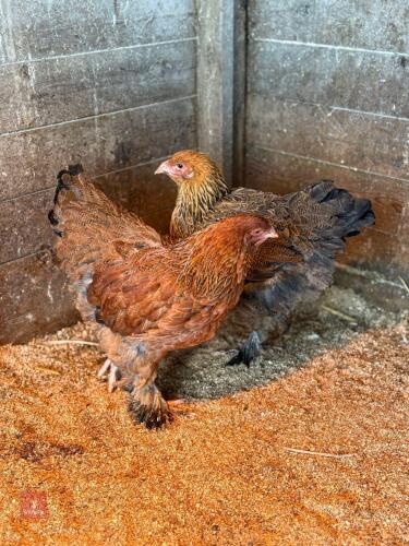 2 X BRAHMA HENS - BIDS PER LIFE