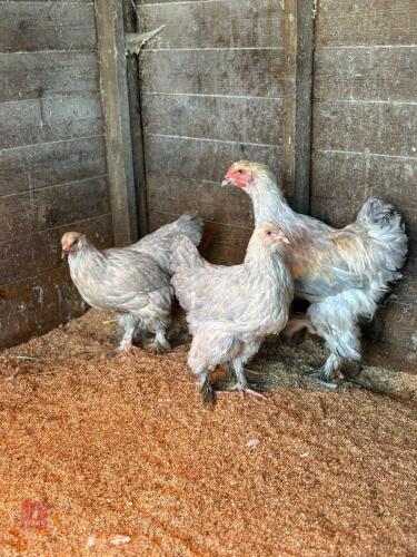 TRIO OF ISABELLA BRAHMAS - BIDS PER LIFE