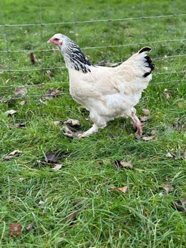 2 X LIGHT BRAHMA PULLETS - BIDS PER LIFE