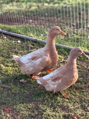 2 BUFF ORPINGTON DUCKS - BIDS PER LIFE