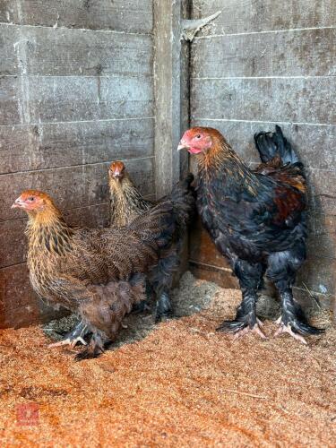 TRIO OF GOLD PARTRIDGE BRAHMAS - BIDS PER LIFE