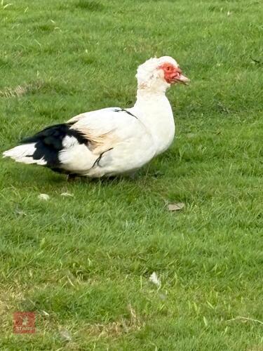 PAIR OF MUSCOVY DUCKS - BIDS PER LIFE