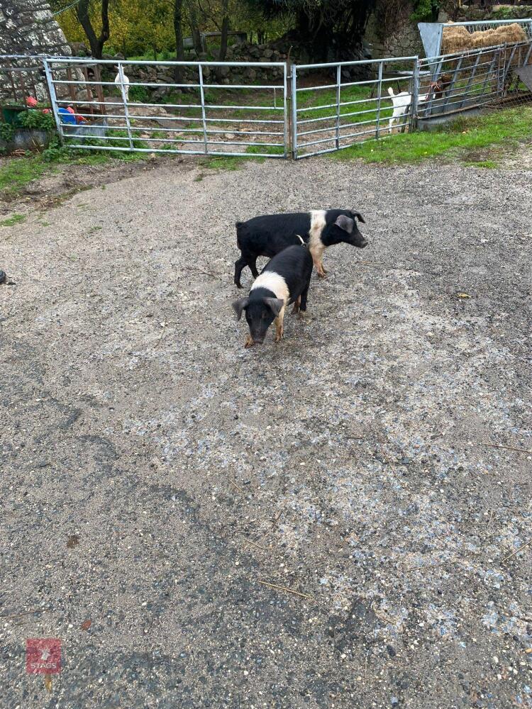 2 SADDLE BACK MALE PIGLETS - BIDS PER LIFE
