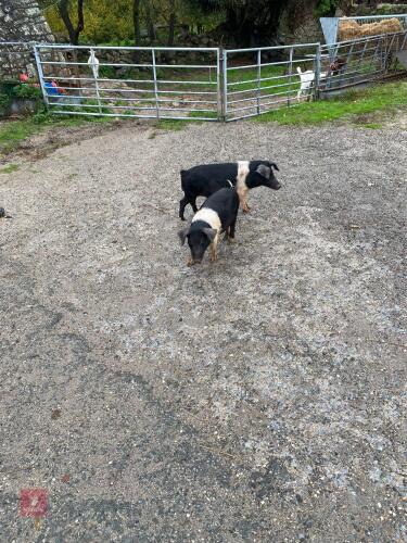2 SADDLE BACK MALE PIGLETS - BIDS PER LIFE