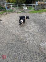 2 SADDLE BACK MALE PIGLETS - BIDS PER LIFE - 2