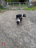 2 SADDLE BACK MALE PIGLETS - BIDS PER LIFE - 3