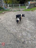 2 SADDLE BACK MALE PIGLETS - BIDS PER LIFE - 4