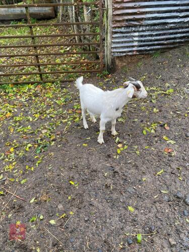 5MO WHITE PYGMY BILLY GOAT