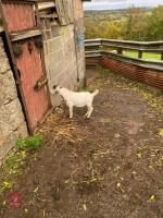 5MO WHITE PYGMY BILLY GOAT - 2