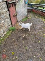 5MO WHITE PYGMY BILLY GOAT - 3