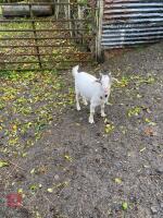 5MO WHITE PYGMY BILLY GOAT - 6