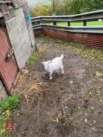5MO WHITE PYGMY BILLY GOAT - 7