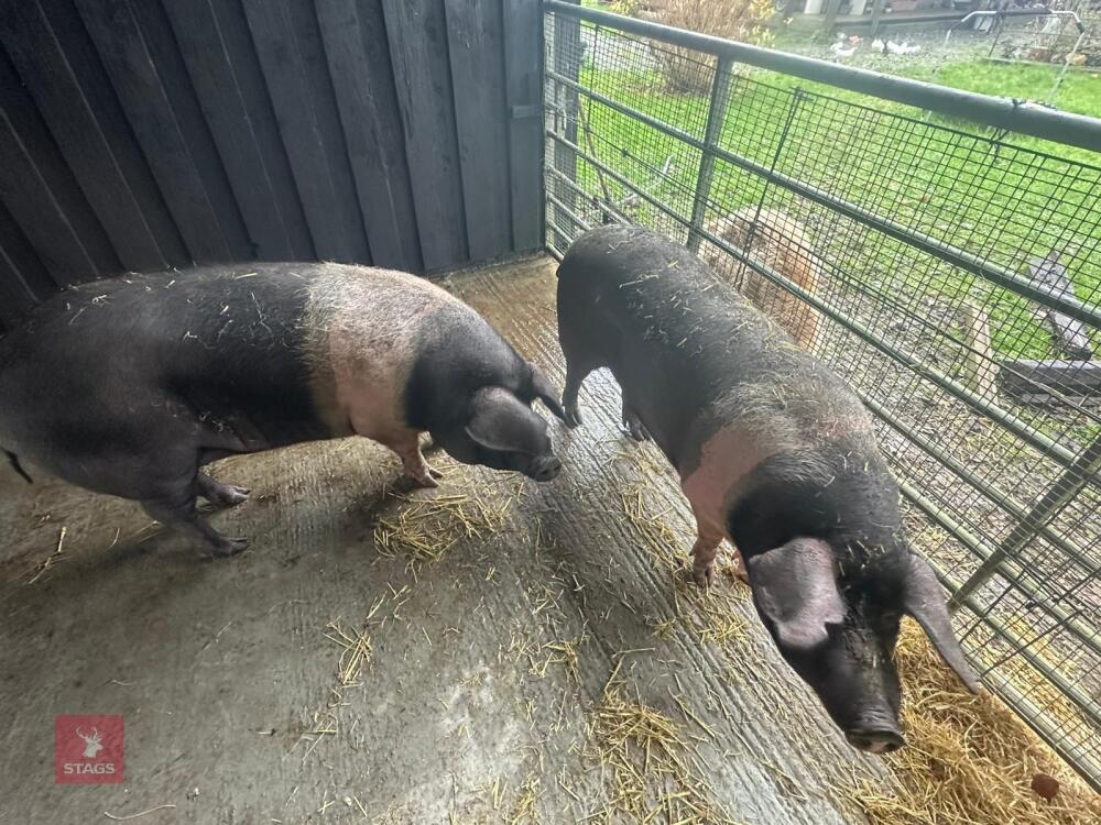 2 SADDLE BACK GILTS - BIDS PER LIFE