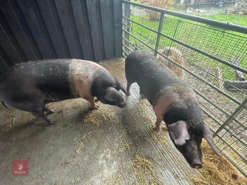 2 SADDLE BACK GILTS - BIDS PER LIFE