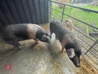 2 SADDLE BACK GILTS - BIDS PER LIFE