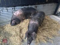 2 SADDLE BACK GILTS - BIDS PER LIFE - 2