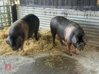 2 SADDLE BACK GILTS - BIDS PER LIFE - 3
