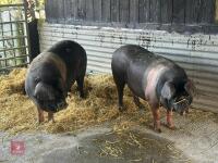 2 SADDLE BACK GILTS - BIDS PER LIFE - 4