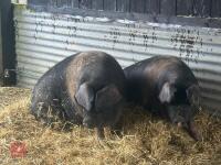 2 SADDLE BACK GILTS - BIDS PER LIFE - 5