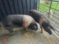 2 SADDLE BACK GILTS - BIDS PER LIFE - 6