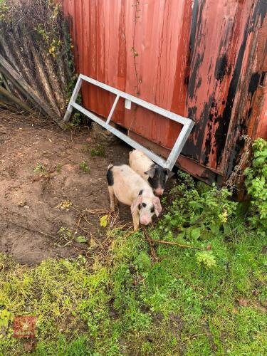 2 SADDLEBACK X MALE PIGLETS - BIDS PER LIFE