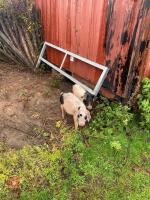 2 SADDLEBACK X MALE PIGLETS - BIDS PER LIFE