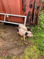 2 SADDLEBACK X MALE PIGLETS - BIDS PER LIFE - 3