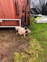 2 SADDLEBACK X MALE PIGLETS - BIDS PER LIFE - 4