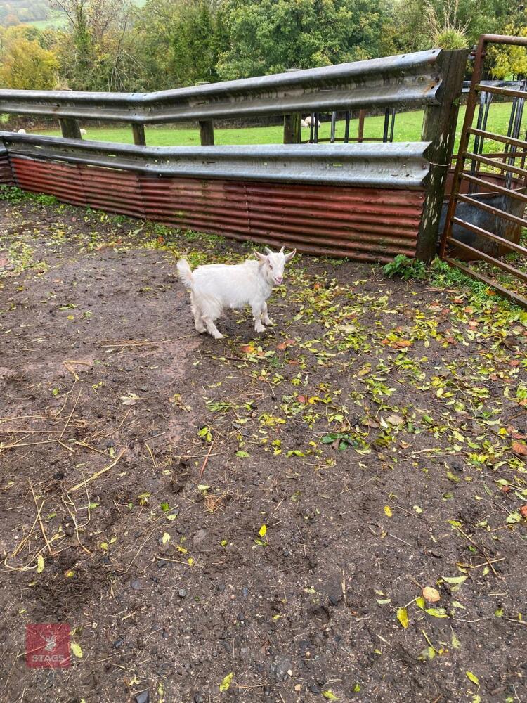 5MO WHITE PYGMY BILLY GOAT