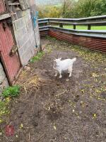 5MO WHITE PYGMY BILLY GOAT - 2