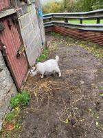 5MO WHITE PYGMY BILLY GOAT - 4
