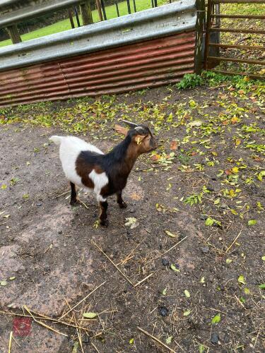 5MO PYGMY BILLY GOAT